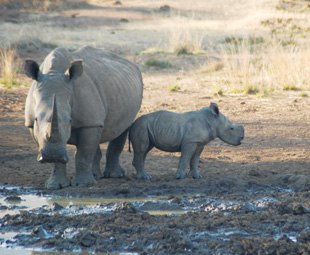Covert ops to tackle rhino poaching