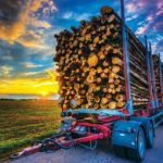 Seeing the forest for the trees