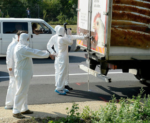Truck, decomposing bodies found