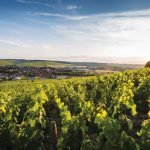 DAY ONE: CHABLIS, FRANCE